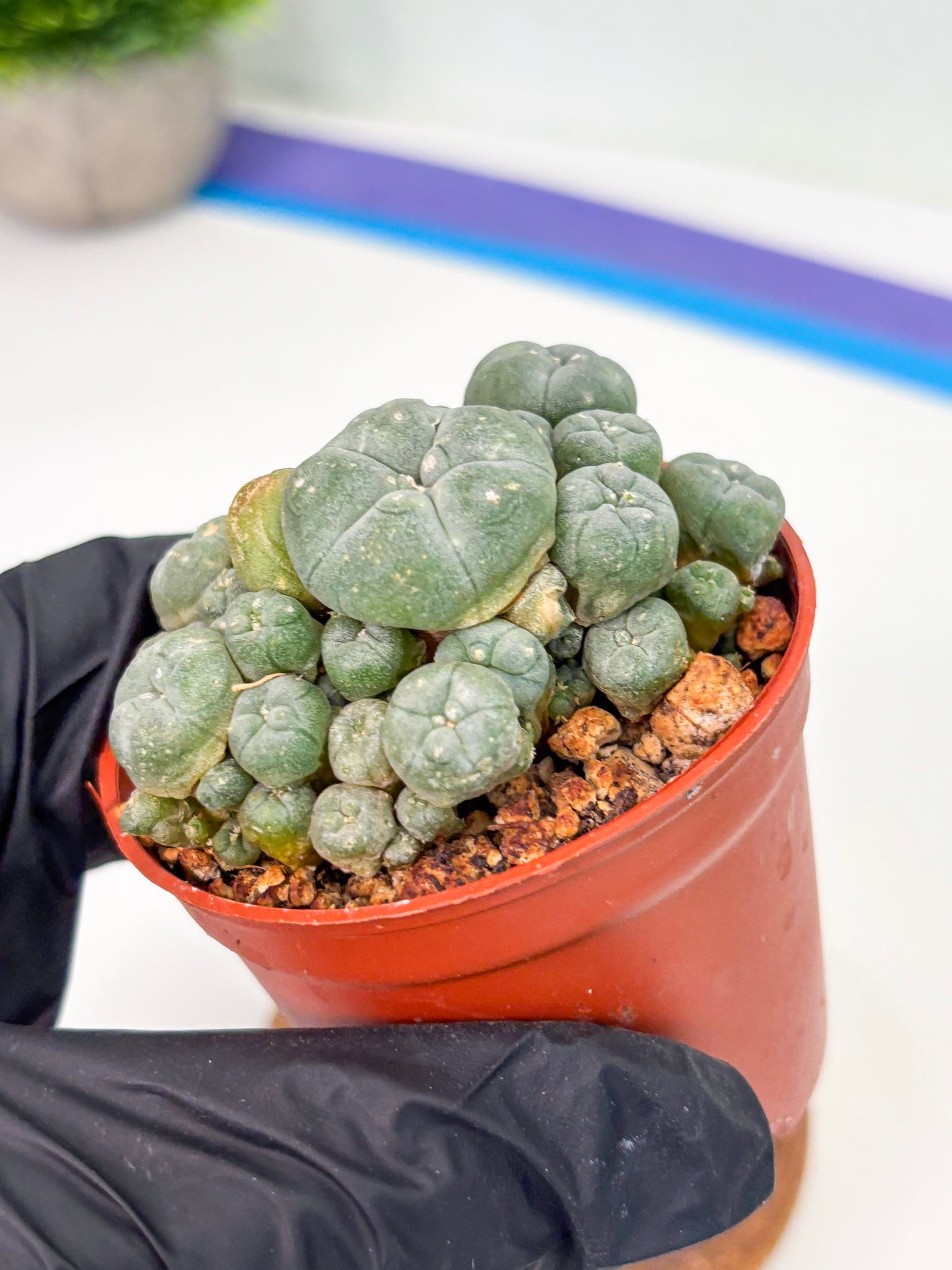 Spineless Cactus (Lo2) (r2) | For Advanced Growers