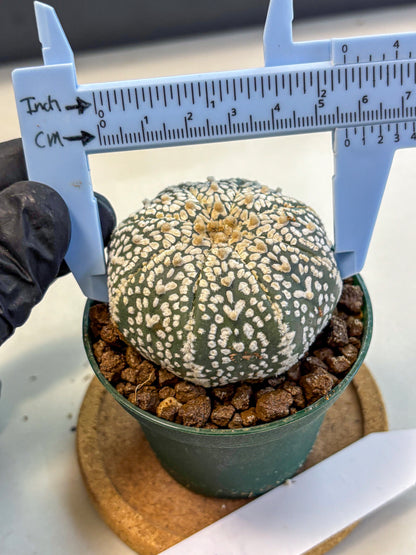 Astrophytum V Type (at4) (04) | Star Cactus