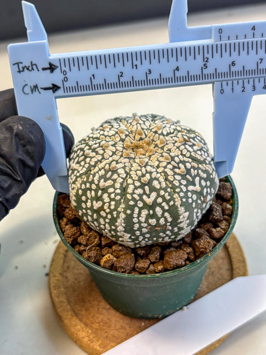 Astrophytum V Type (at4) (04) | Star Cactus