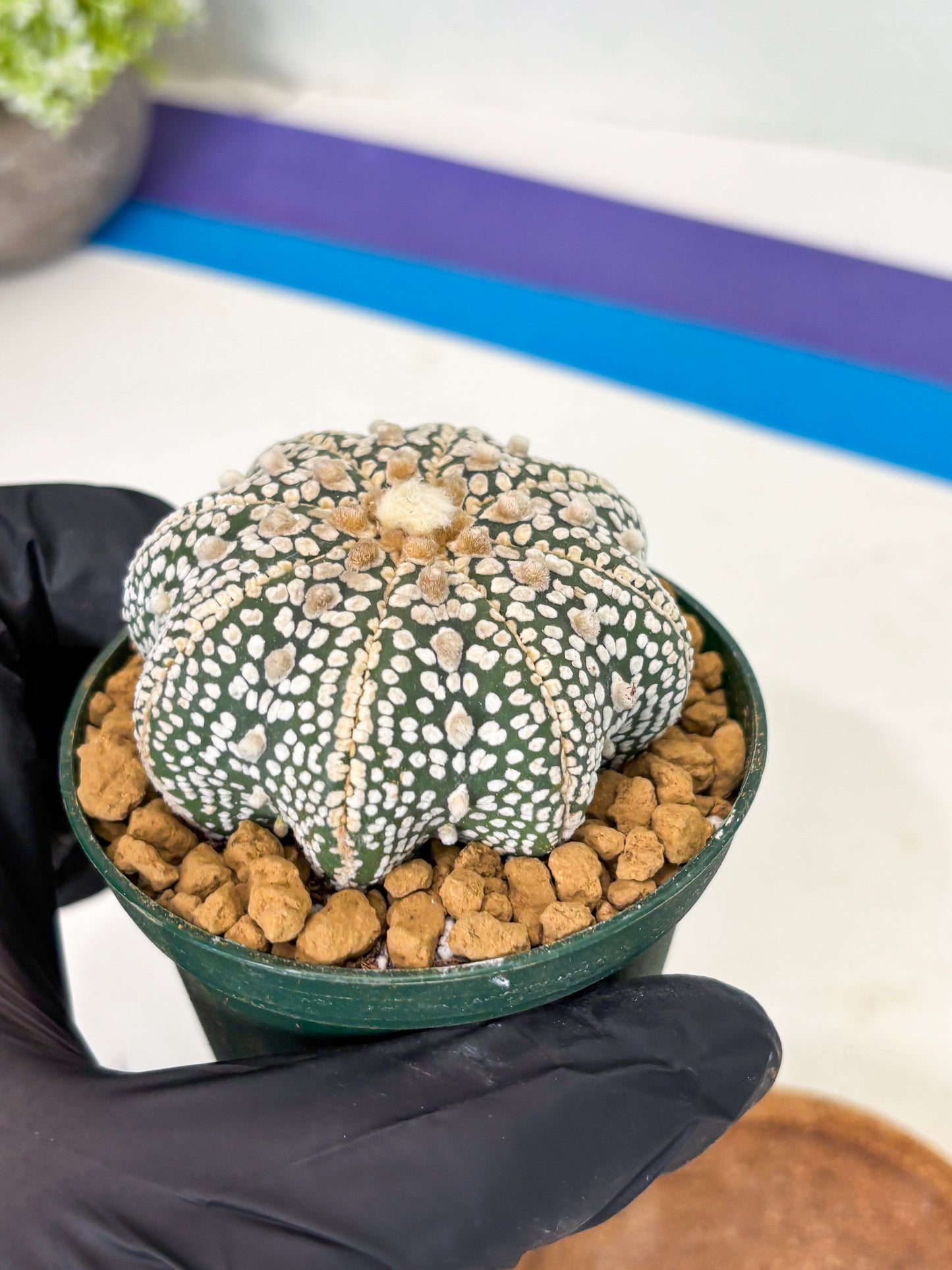 Astrophytum Star Shape (at2) (y1) | Rare Cactus