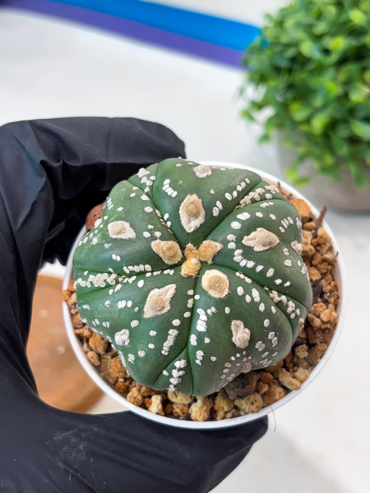 Astrophytum 5-Rib (t10) (b4) | Imported From Japan/korea
