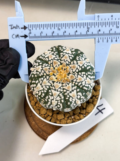 Astrophytum V-Type (at5) (b4) | Star Cactus