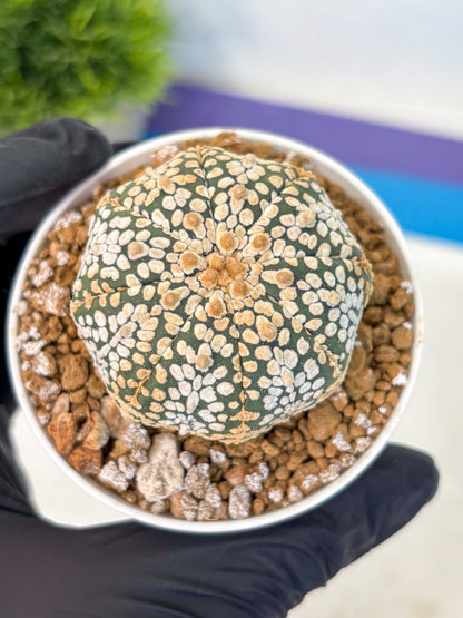 Astrophytum Super Kabuto (at1) (03) | Collection Plant | Rare Cactus
