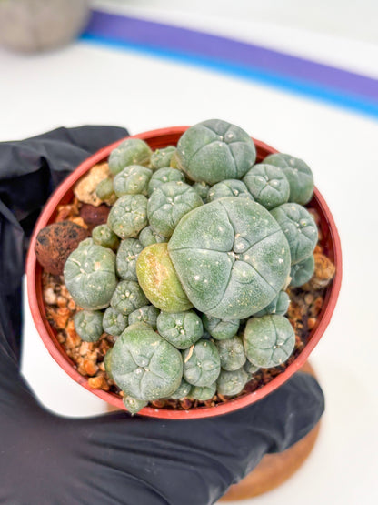 Spineless Cactus (Lo2) (r2) | For Advanced Growers