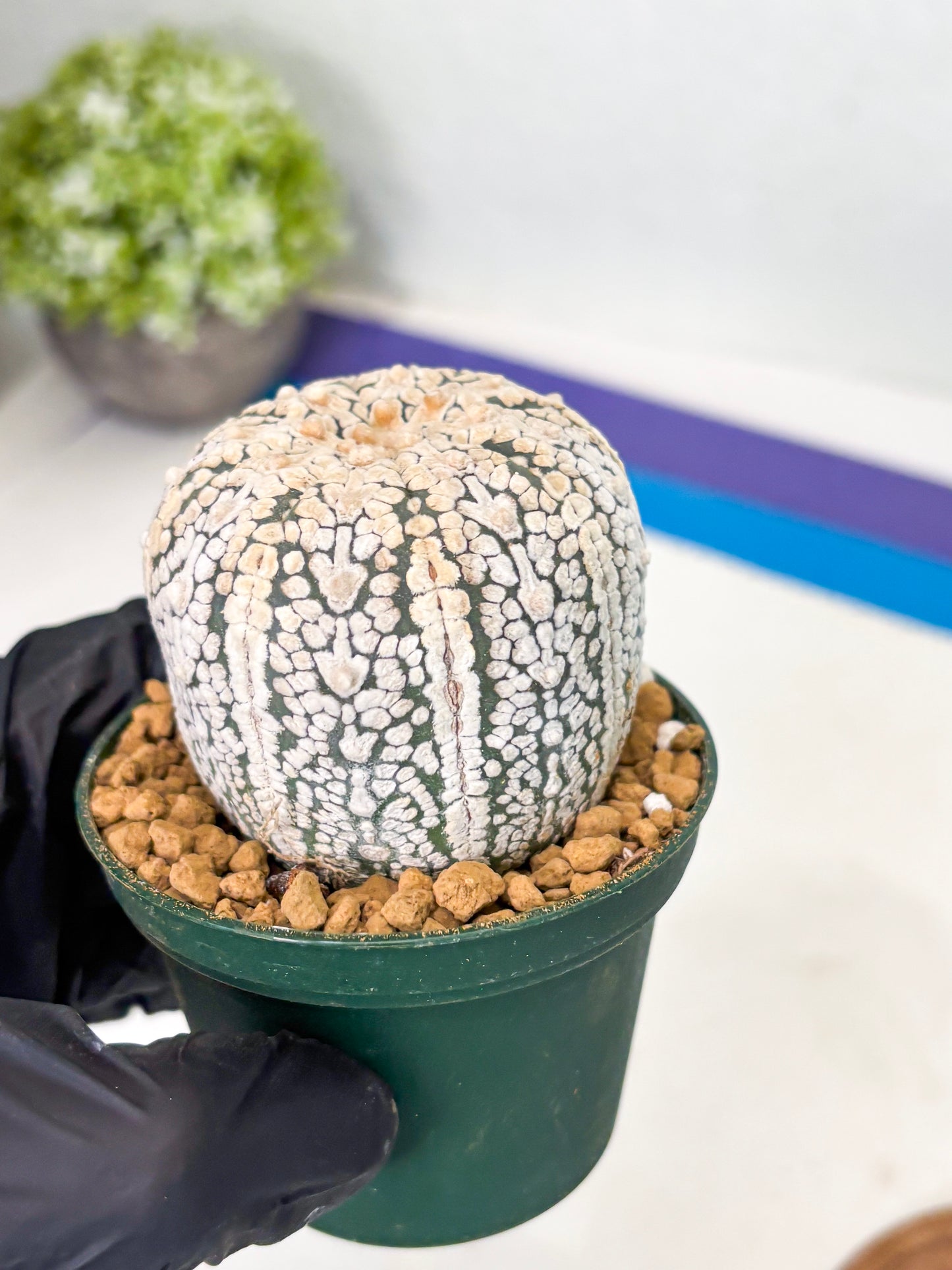 Astrophytum V-Type (at1) (p4) | Imported Cactus