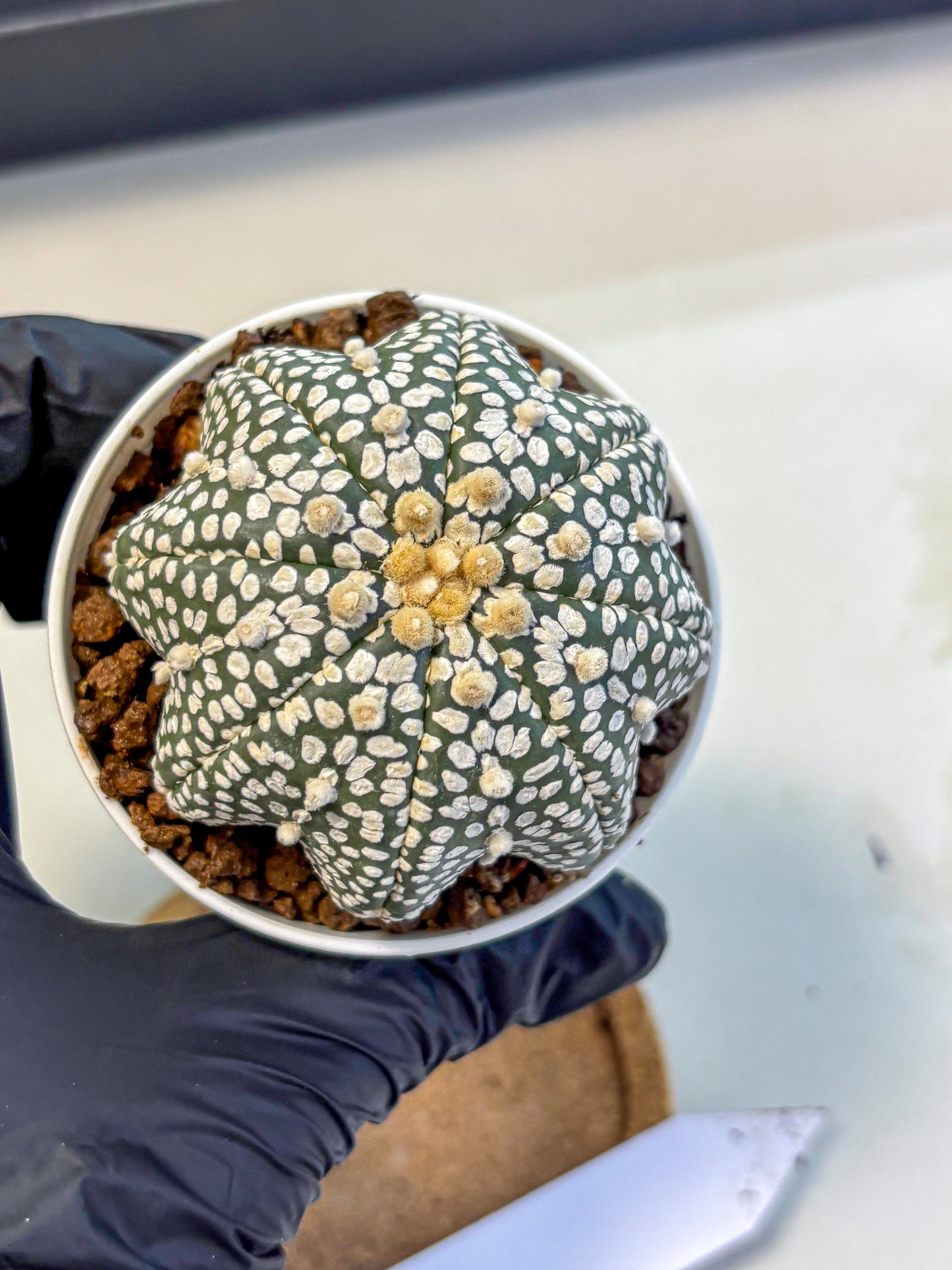 Astrophytum V Type (at5) (02) |  Sea urchin cactus