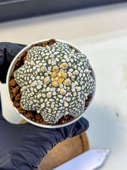 Astrophytum V Type (at5) (02) |  Sea urchin cactus