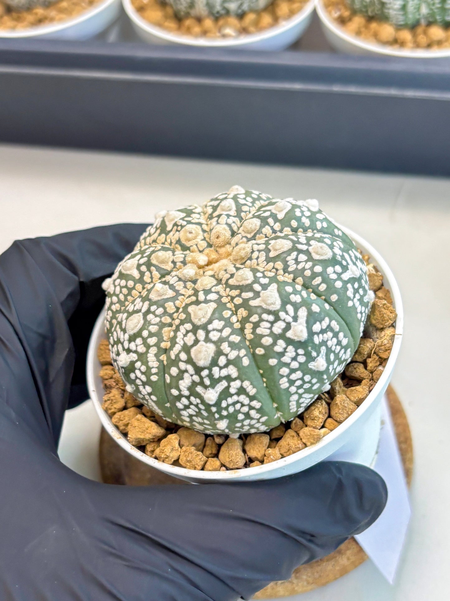 Astrophytum V-Type (at5) (p2) | Rare imported Plant
