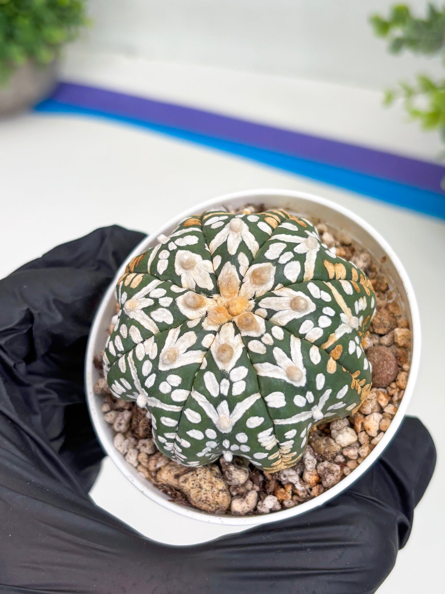 Astrophytum Super Kabuto V Type (T4) (b3) | Las Vegas Seller