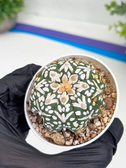 Astrophytum Super Kabuto V Type (T4) (b3) | Las Vegas Seller
