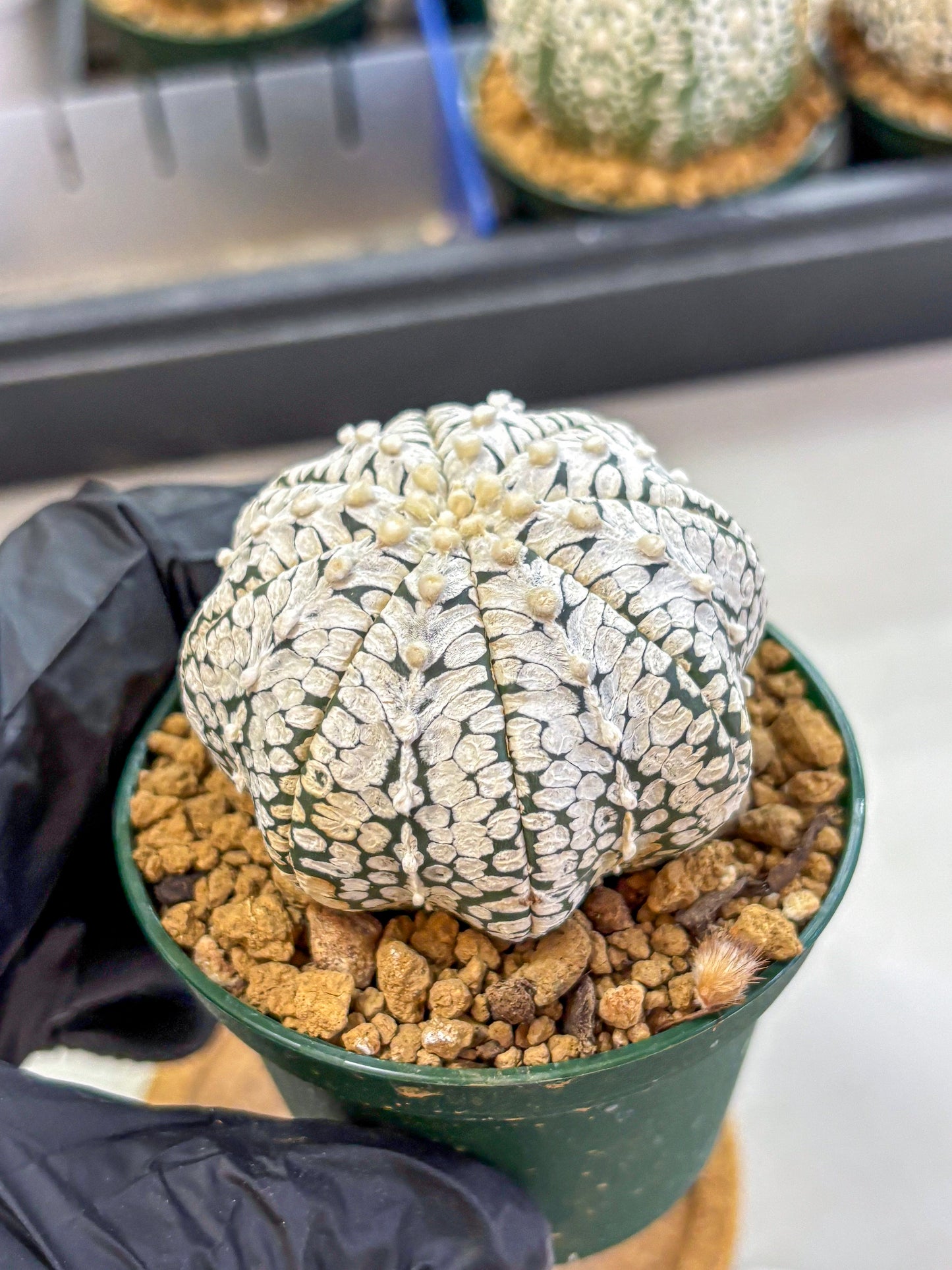 Astrophytum V Type (at2) (02) | Live Plant | Rare Collection