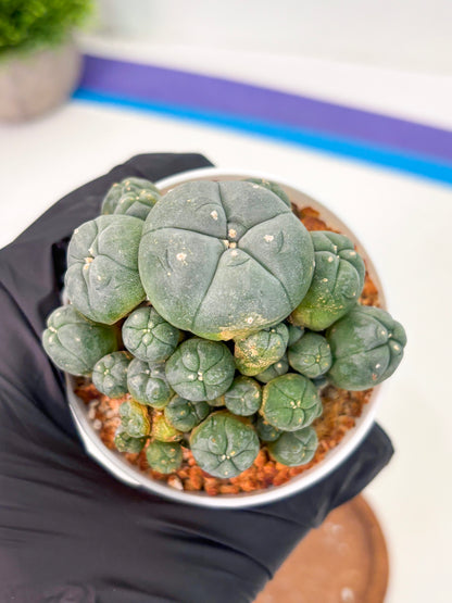 Spineless Cactus (Lo1) (p3) | For Advanced Growers