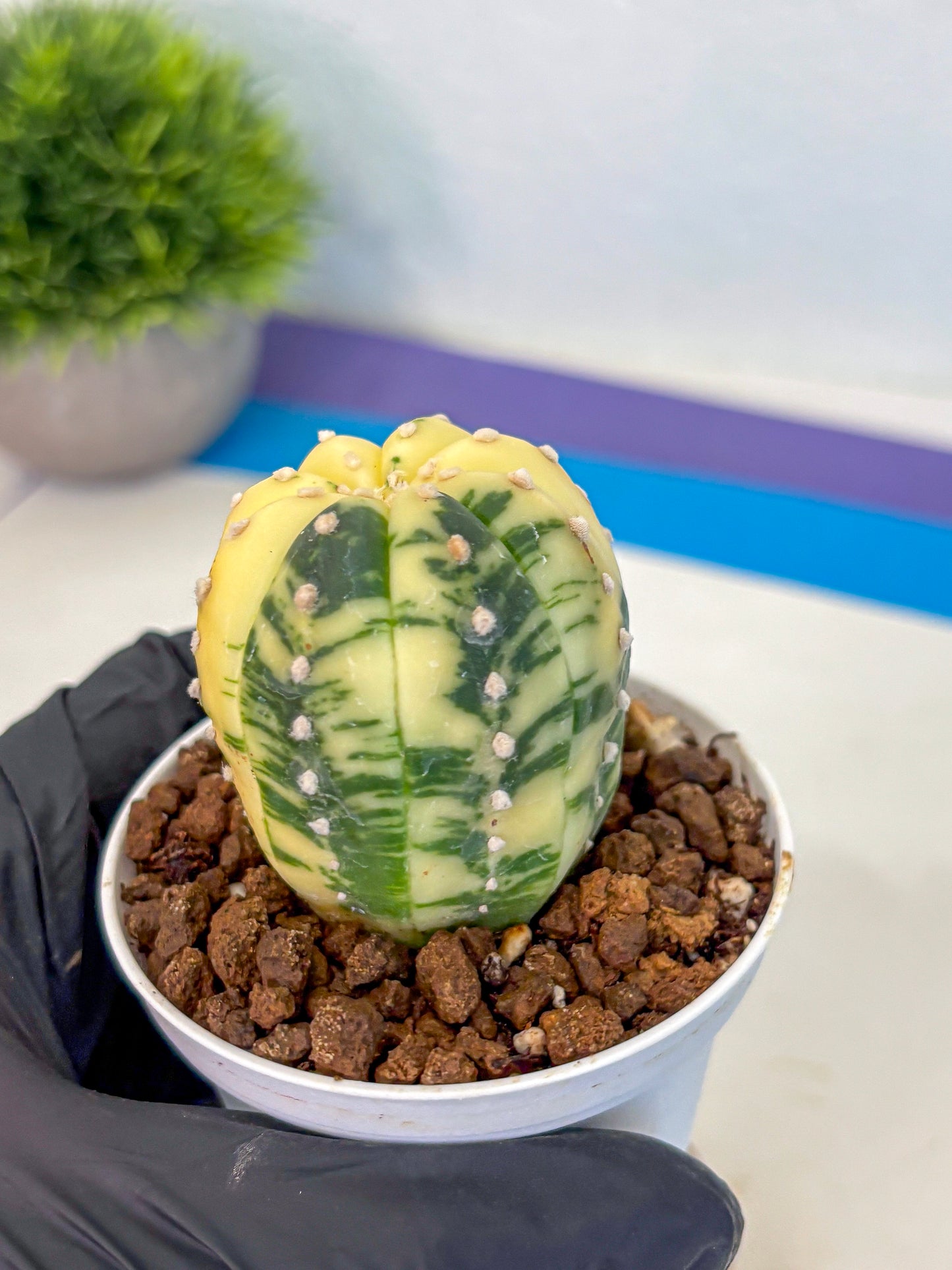 Astrophytum Variegated (at9) (02) | Rare Plant | Live Cactus