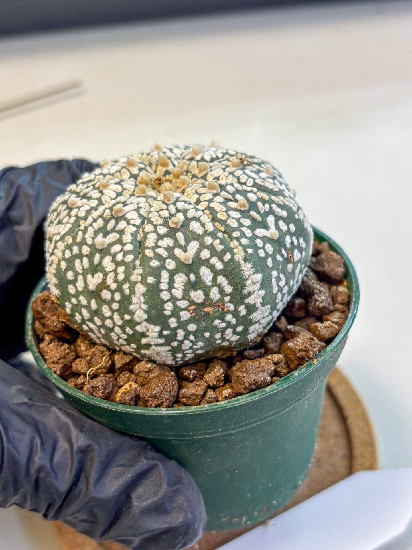 Astrophytum V Type (at4) (04) | Star Cactus