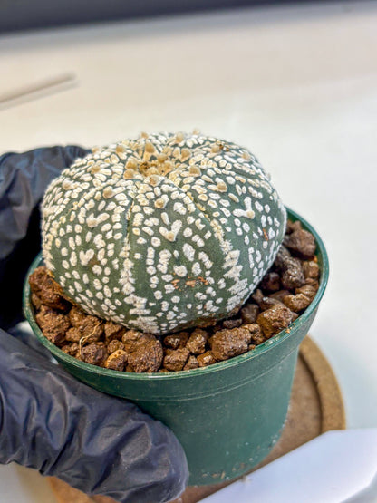 Astrophytum V Type (at4) (04) | Star Cactus