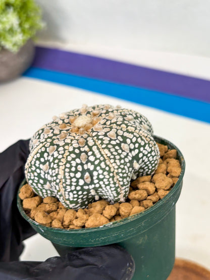 Astrophytum Star Shape (at2) (y1) | Rare Cactus