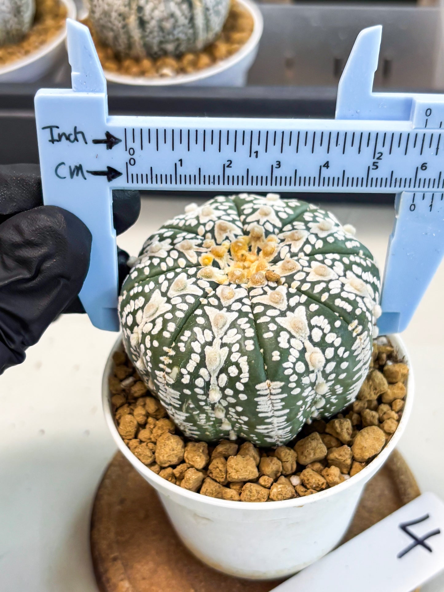 Astrophytum V-Type (at5) (b4) | Star Cactus