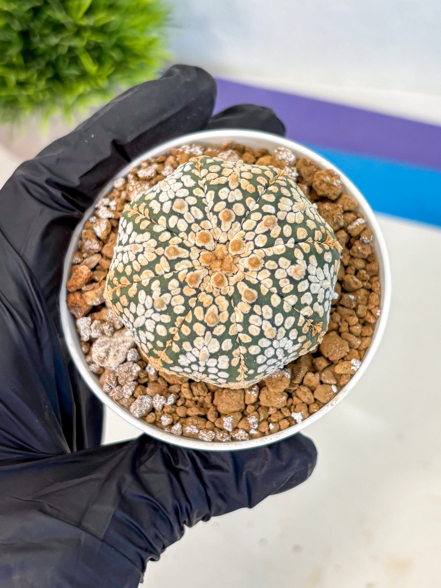 Astrophytum Super Kabuto (at1) (03) | Collection Plant | Rare Cactus