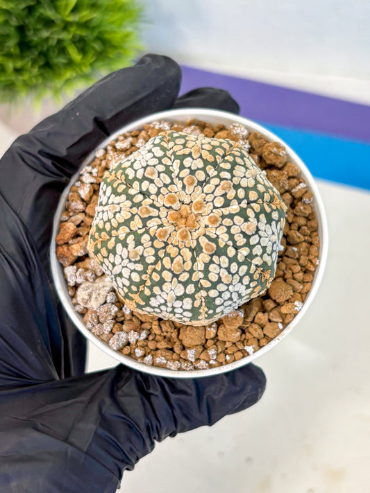 Astrophytum Super Kabuto (at1) (03) | Collection Plant | Rare Cactus