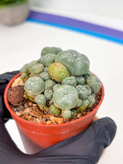 Spineless Cactus (Lo2) (r2) | For Advanced Growers