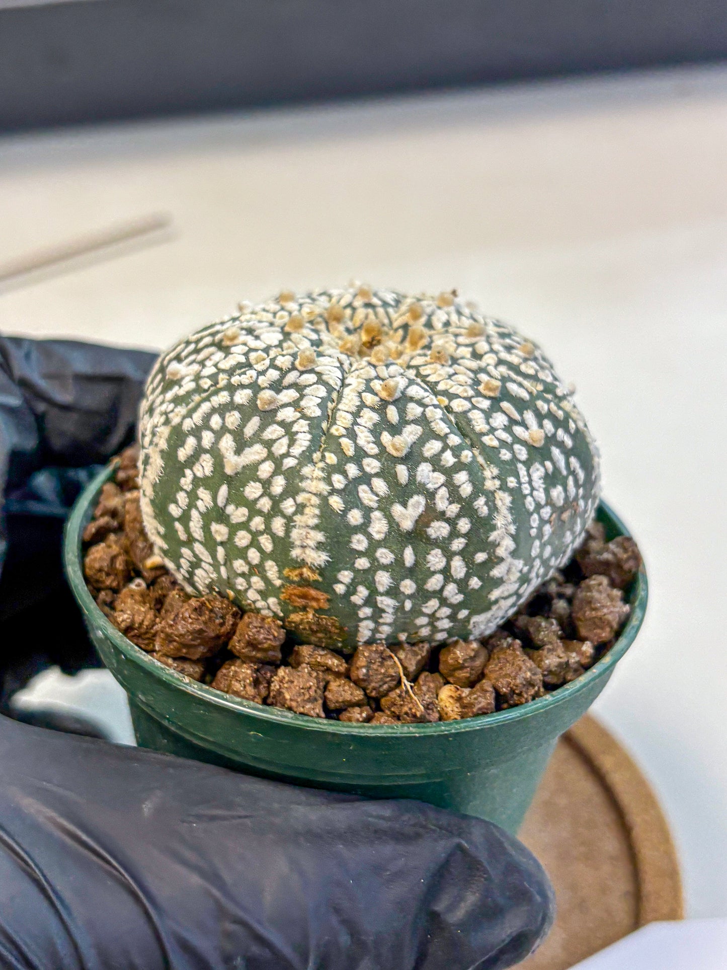 Astrophytum V Type (at4) (04) | Star Cactus