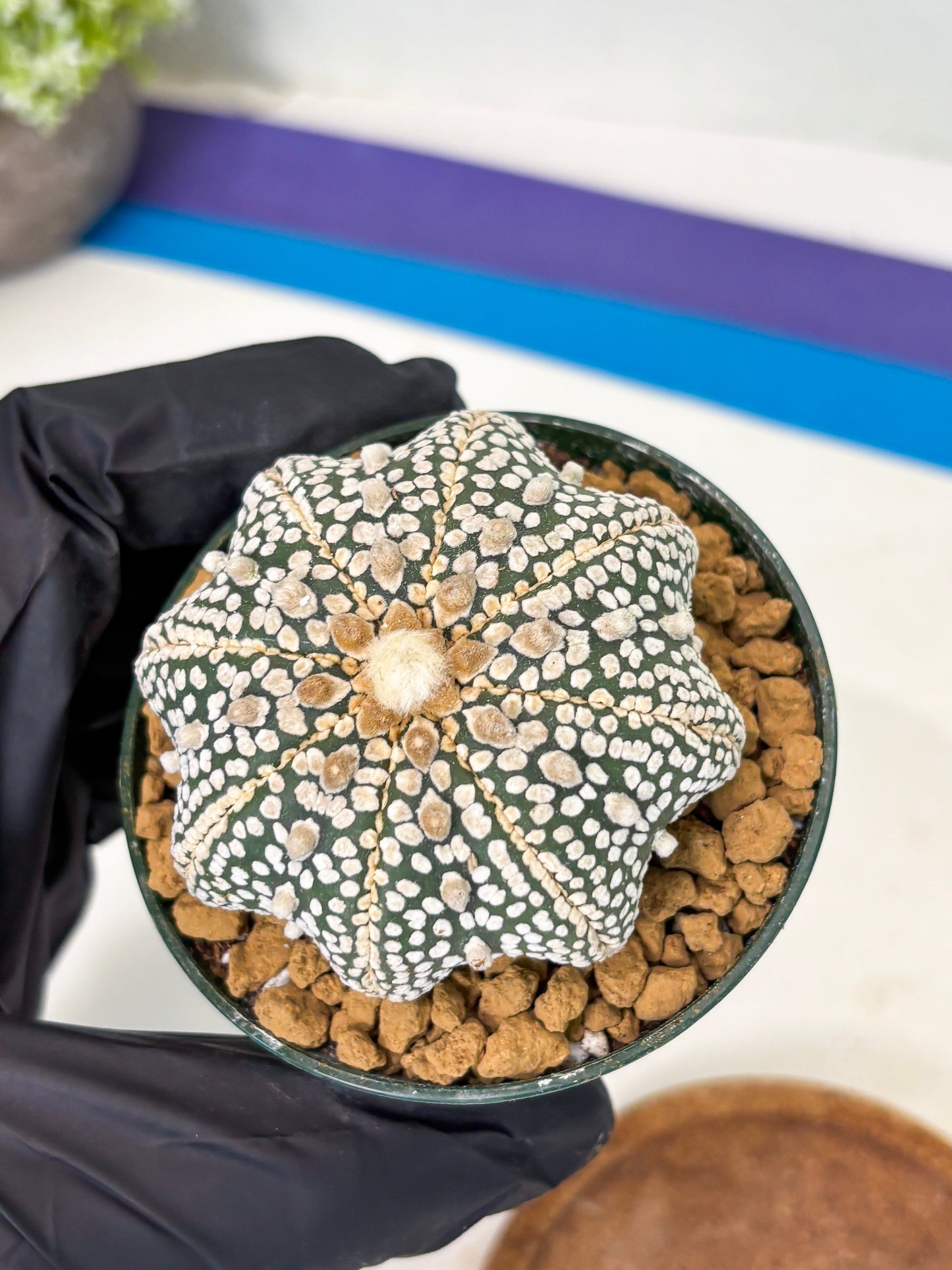 Astrophytum Star Shape (at2) (y1) | Rare Cactus