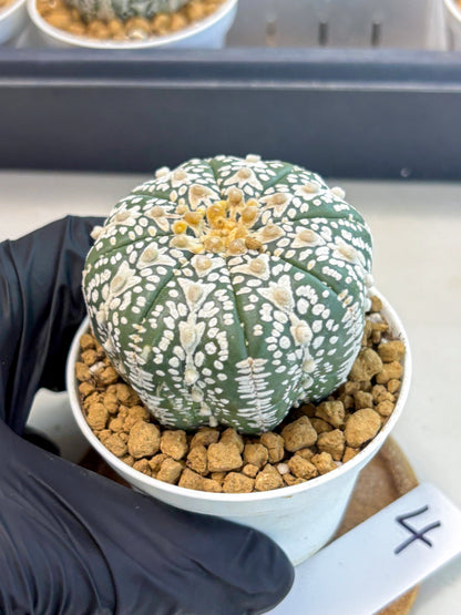 Astrophytum V-Type (at5) (b4) | Star Cactus