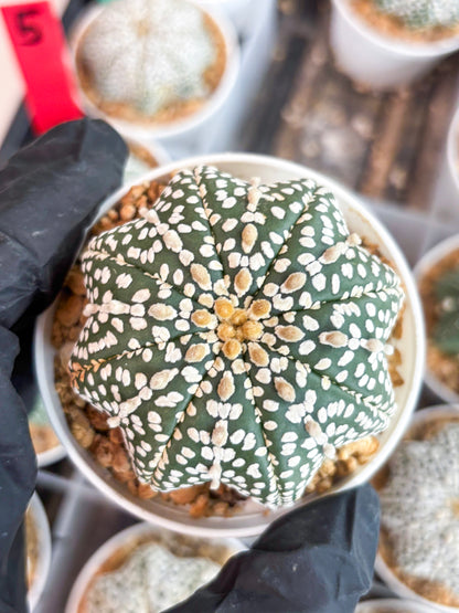 Astrophytum Star Shape (t3) (b6) | 3" Pot