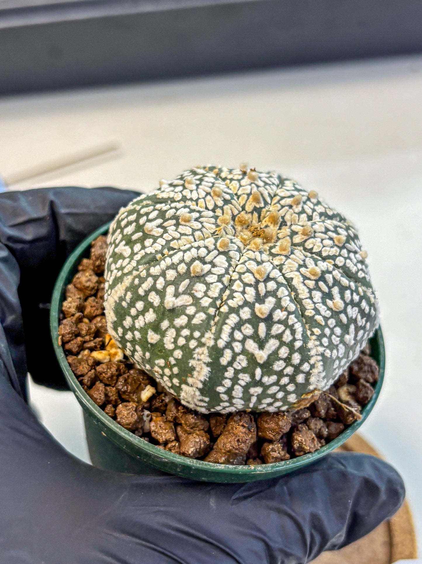 Astrophytum V Type (at4) (04) | Star Cactus