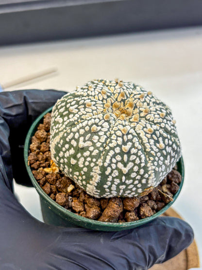 Astrophytum V Type (at4) (04) | Star Cactus
