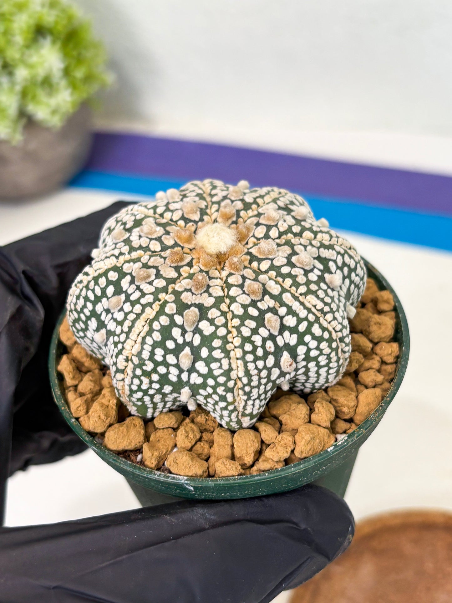 Astrophytum Star Shape (at2) (y1) | Rare Cactus