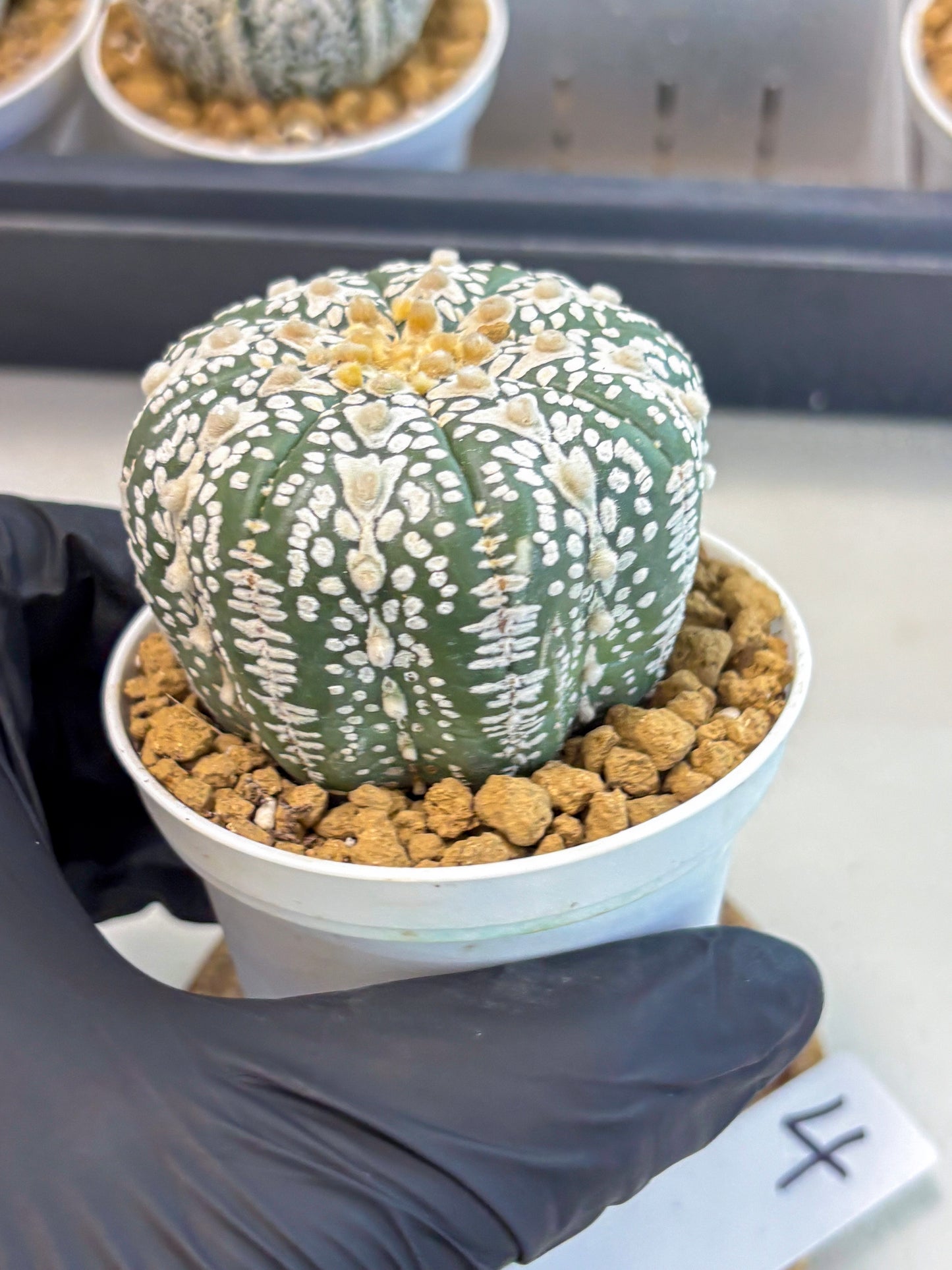 Astrophytum V-Type (at5) (b4) | Star Cactus