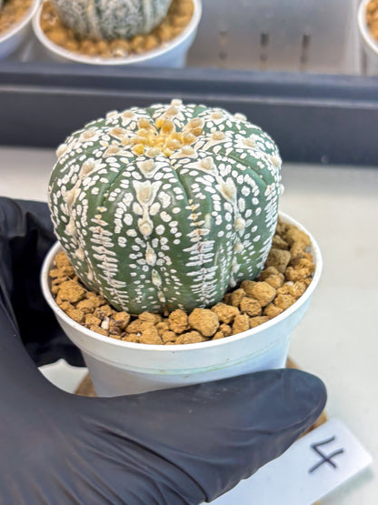 Astrophytum V-Type (at5) (b4) | Star Cactus