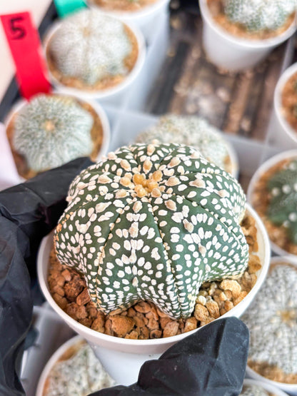 Astrophytum Star Shape (t3) (b6) | 3" Pot