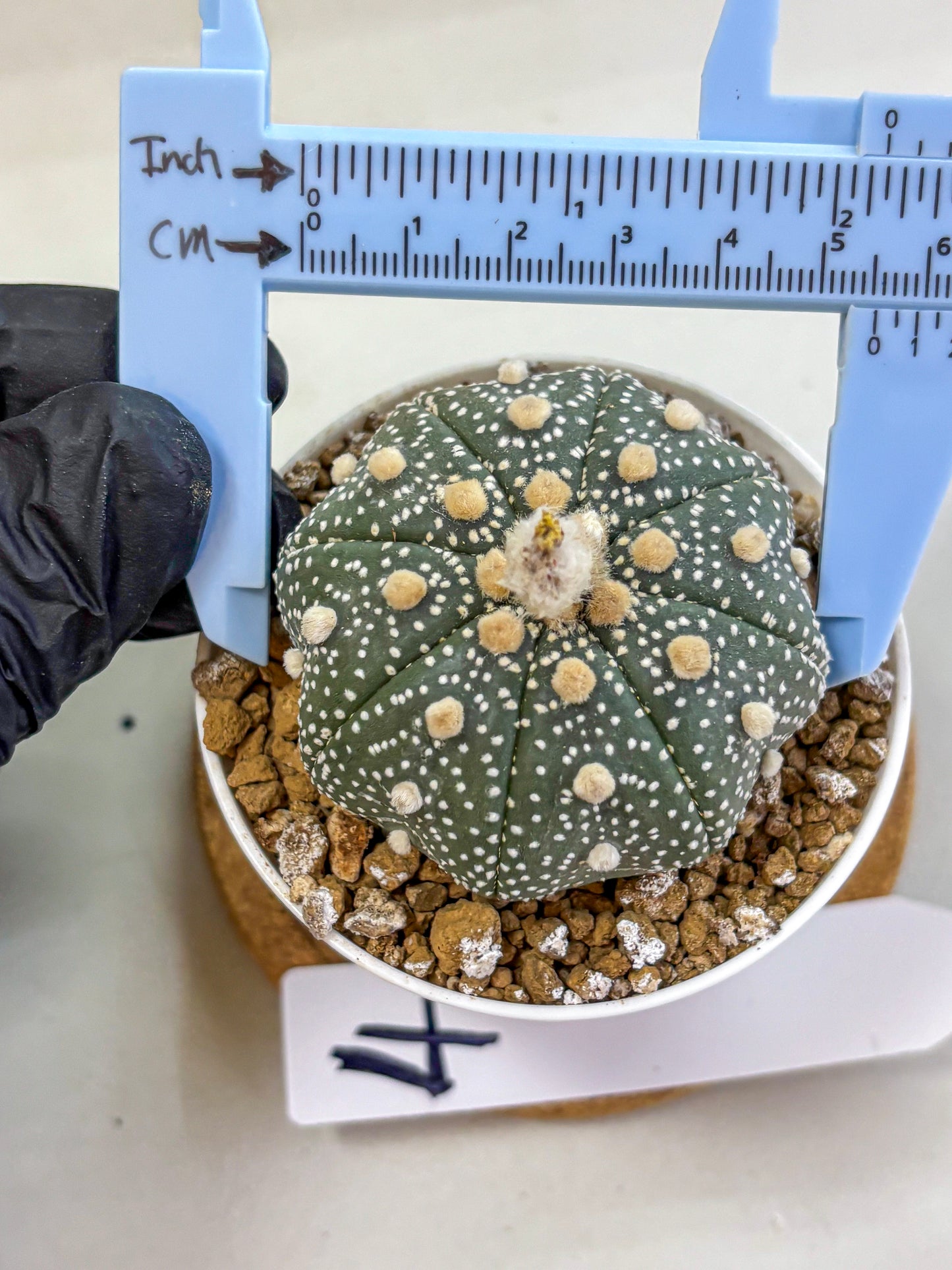 Astrophytum Super Kabuto (at1) (04) | Collection Plant | Rare Cactus