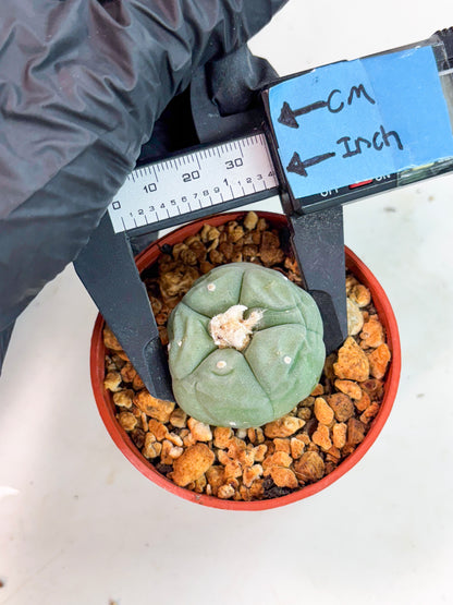 Spineless Cactus (Lo2) (r3) | For Advanced Growers