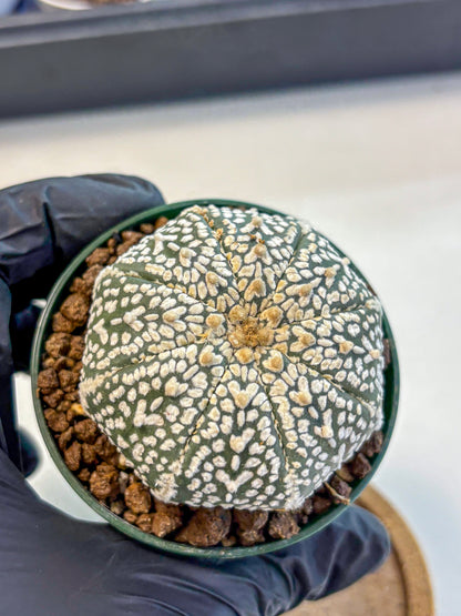 Astrophytum V Type (at4) (04) | Star Cactus