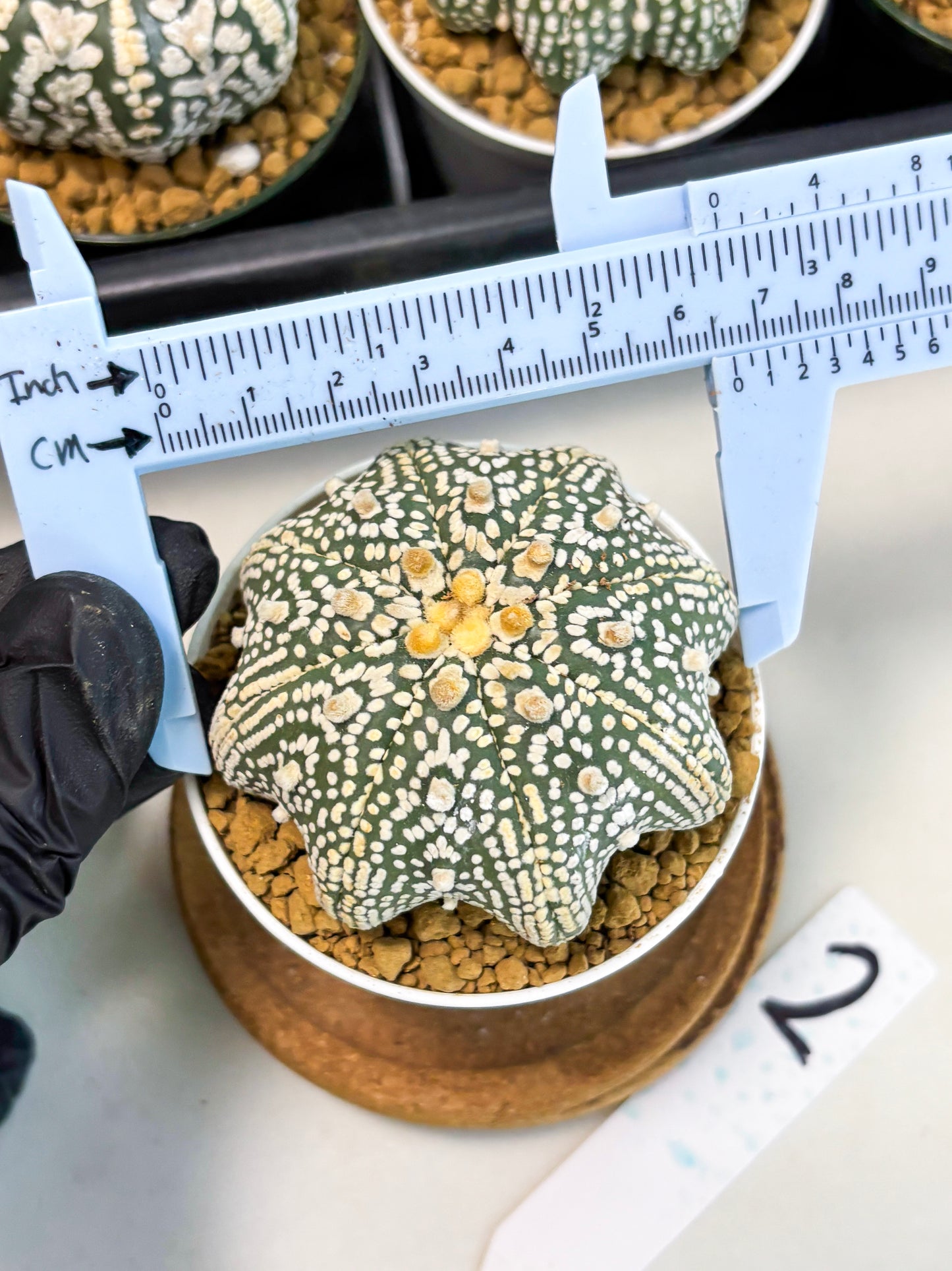 Astrophytum Star Shape (at2) (y2) | Rare Cactus