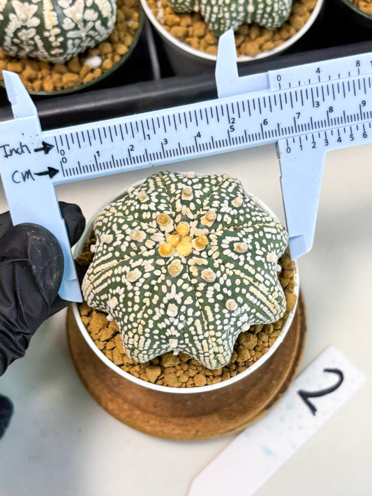 Astrophytum Star Shape (at2) (y2) | Rare Cactus