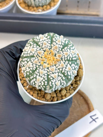 Astrophytum V-Type (at5) (b4) | Star Cactus