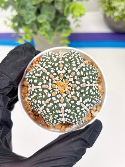 Astrophytum Star Shape (t3) (b6) | 3" Pot