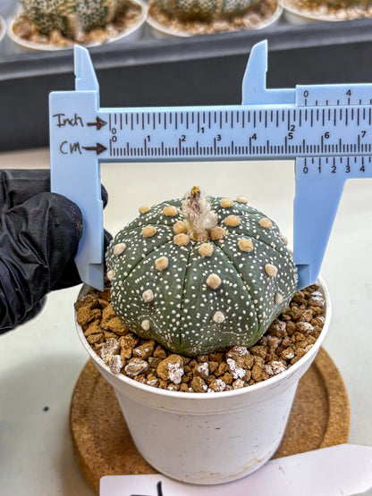 Astrophytum Super Kabuto (at1) (04) | Collection Plant | Rare Cactus