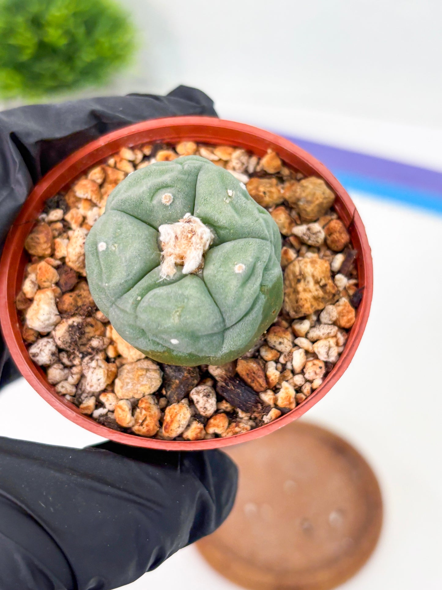 Spineless Cactus (Lo2) (r3) | For Advanced Growers