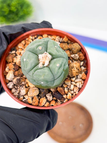 Spineless Cactus (Lo2) (r3) | For Advanced Growers