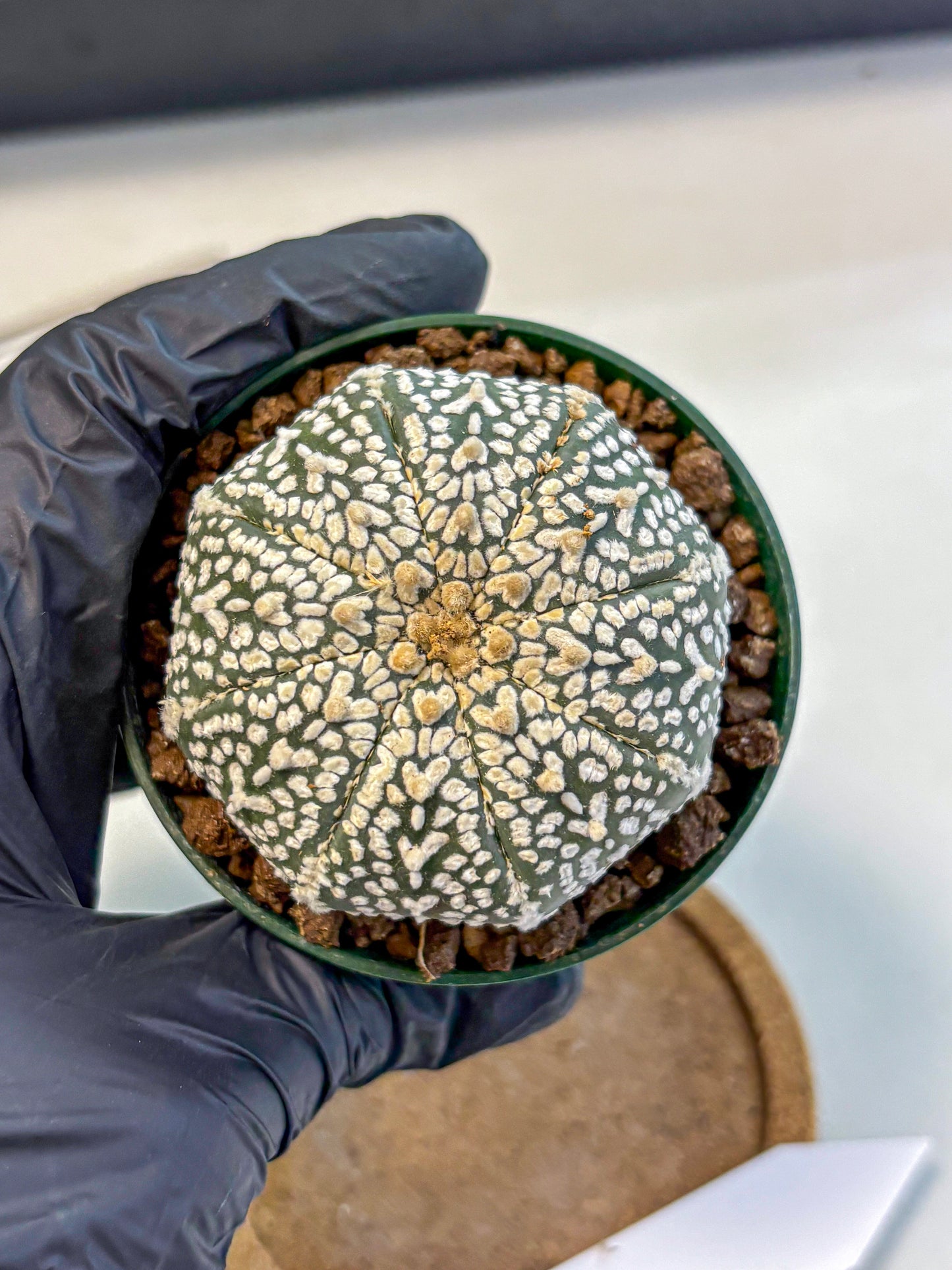 Astrophytum V Type (at4) (04) | Star Cactus