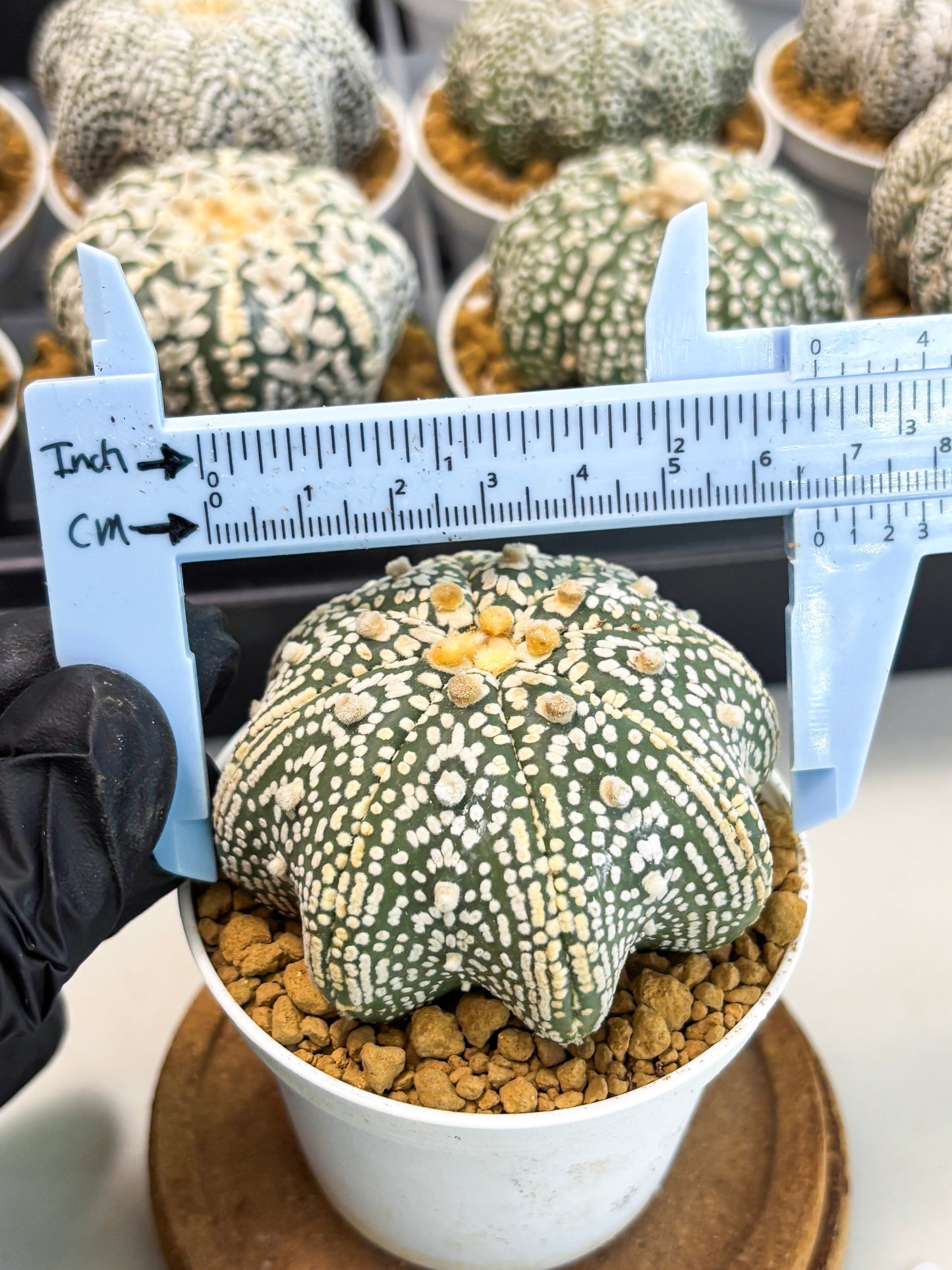 Astrophytum Star Shape (at2) (y2) | Rare Cactus