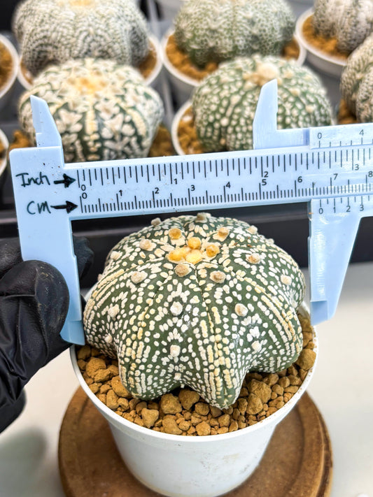 Astrophytum Star Shape (at2) (y2) | Rare Cactus