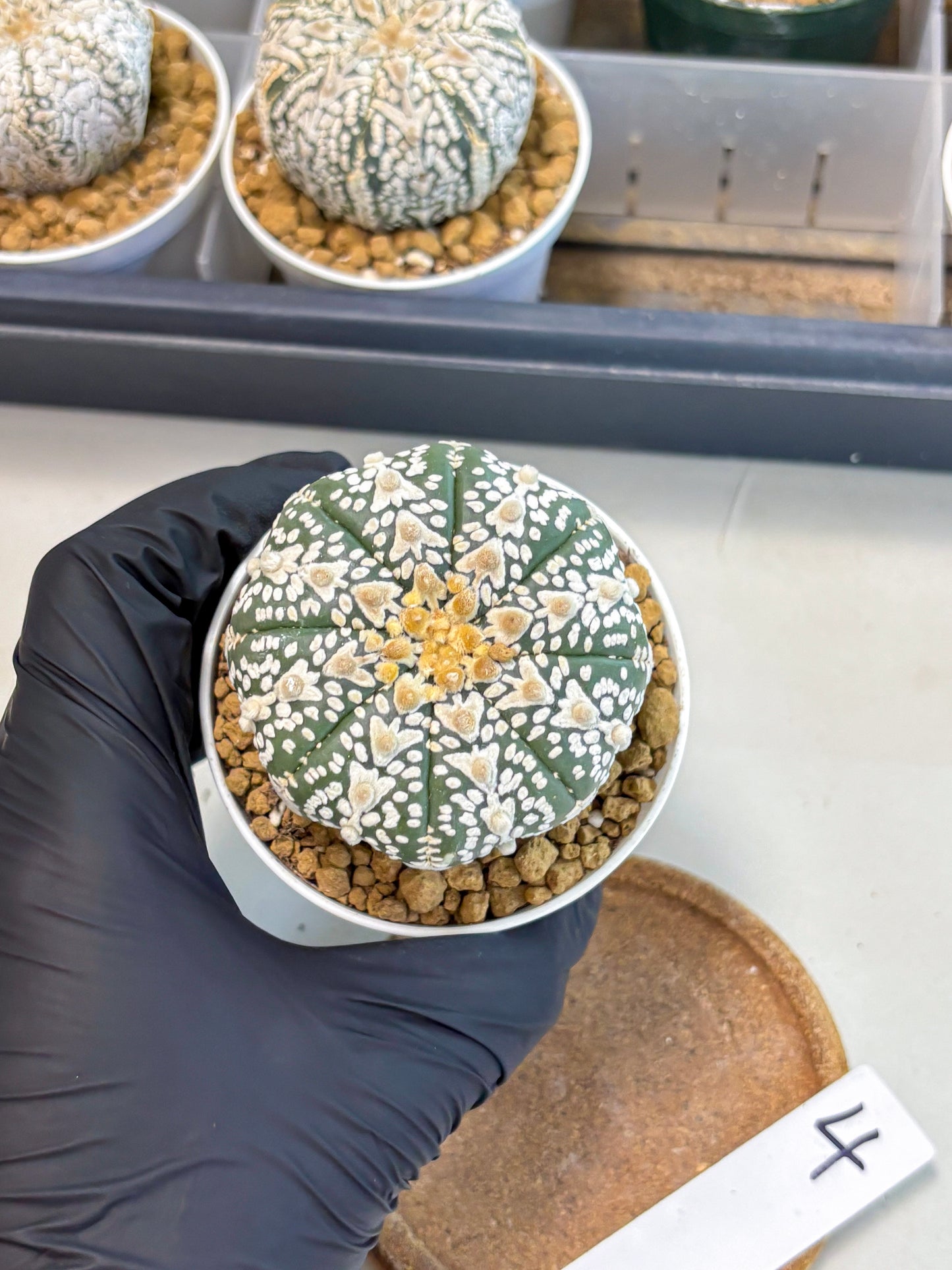 Astrophytum V-Type (at5) (b4) | Star Cactus
