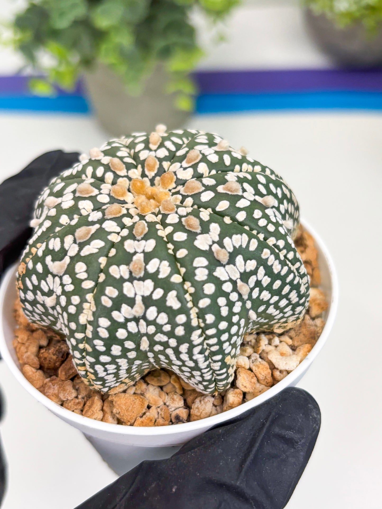 Astrophytum Star Shape (t3) (b6) | 3" Pot