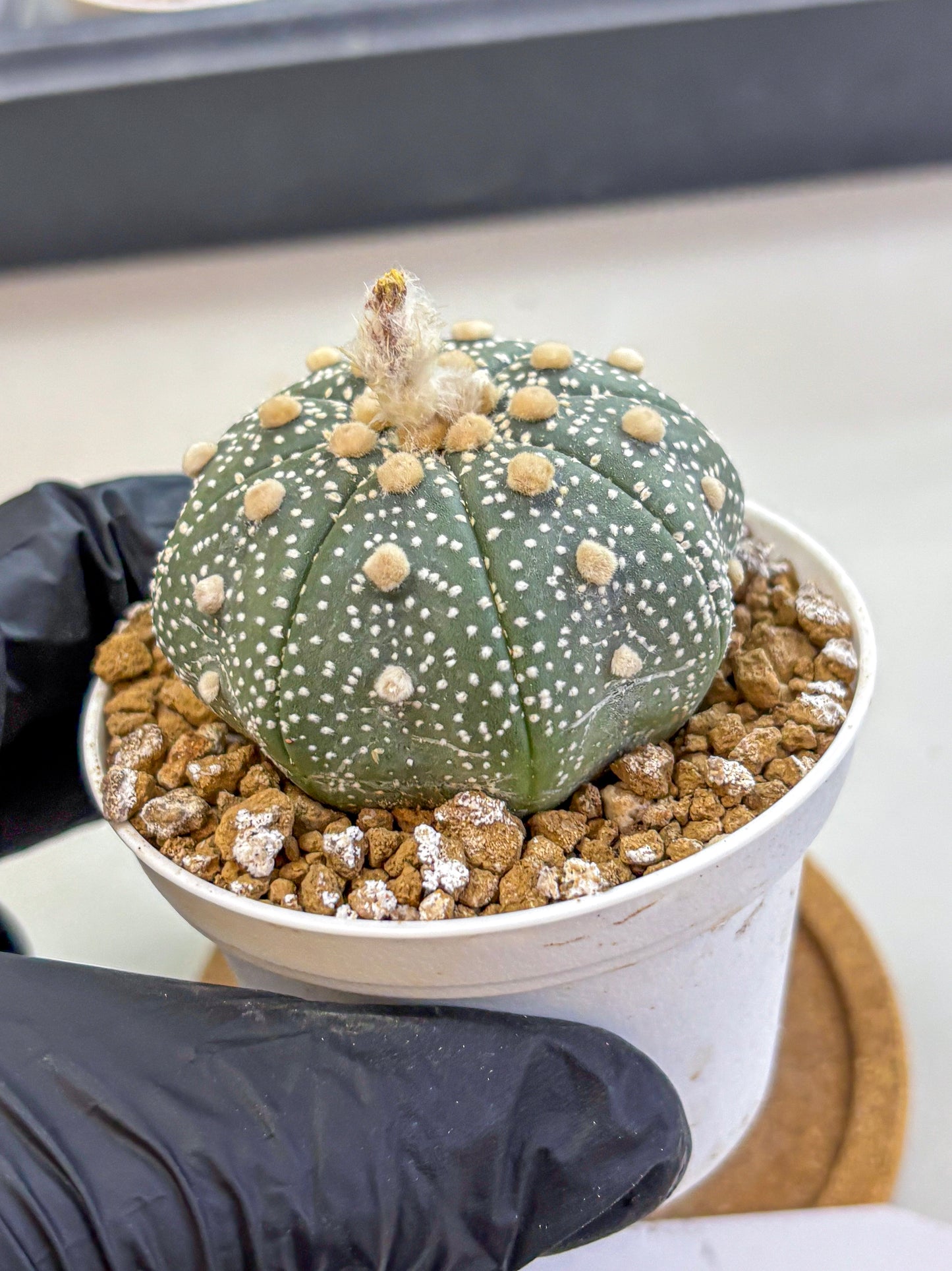 Astrophytum Super Kabuto (at1) (04) | Collection Plant | Rare Cactus